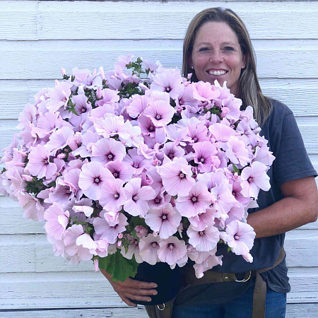 Фото Лаватера Розовая королева