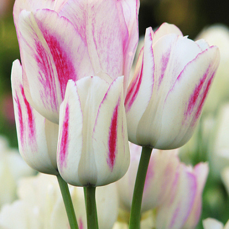 Фото Тюльпан Кенди клаб