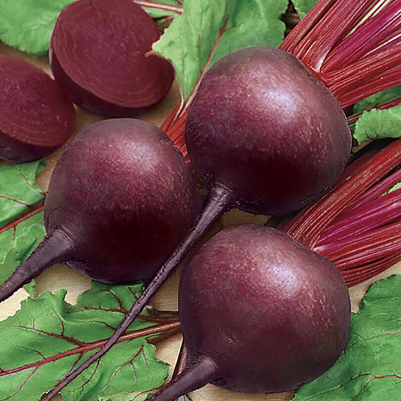 Фото Свёкла Игл F1