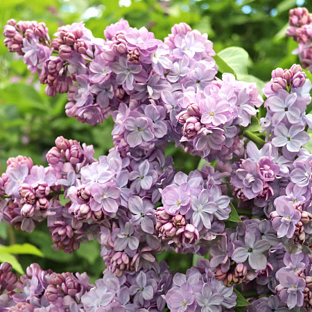 Фото Сирень обыкновенная Вечерняя Москва