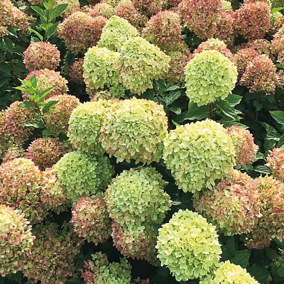 Гортензия метельчатая Литл лайм