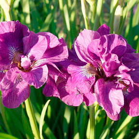 Ирис сибирский Бандл оф Джой
