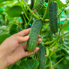 Огурец Бомбардир F1