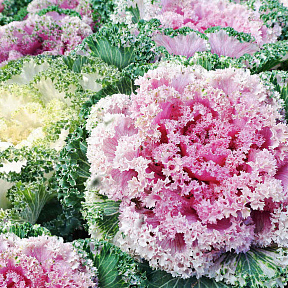 Капуста декоративная Камом Белая и розовая