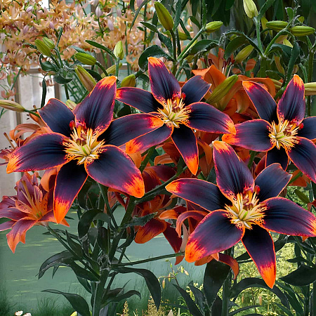 Фото Лилия азиатская Форевер Сюзан