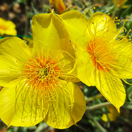 Фото Ментцелия Линдлея