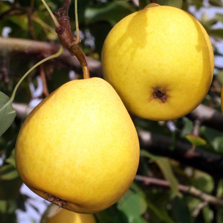 Фото Груша Фаворитка