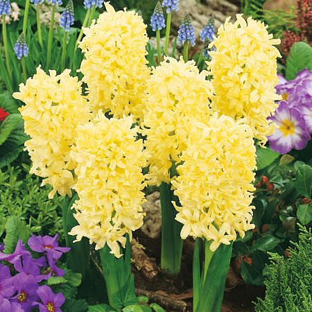 Фото Гиацинт Джипси принцесс