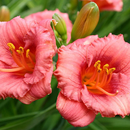 Фото Лилейник Космополитан