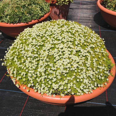 Мшанка шиловидная