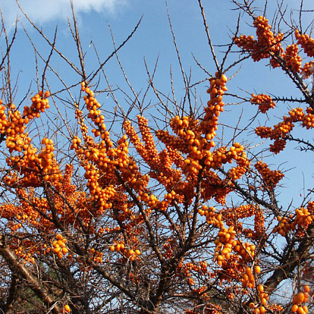 Фото Облепиха Лейкора