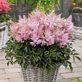 Астильба Шугаберри