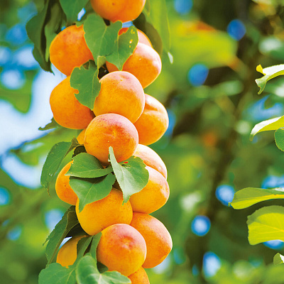 Абрикос колонновидный Голд