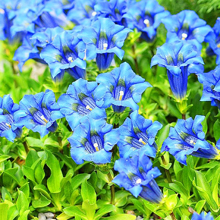 Фото Горечавка Узколистная