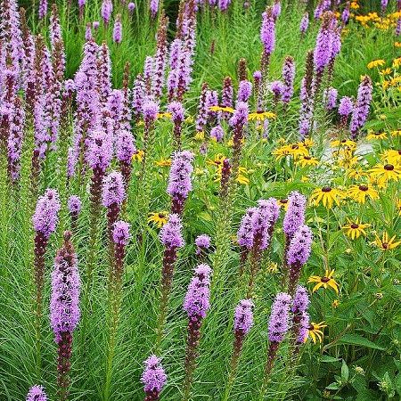 Фото Лиатрис колосковый
