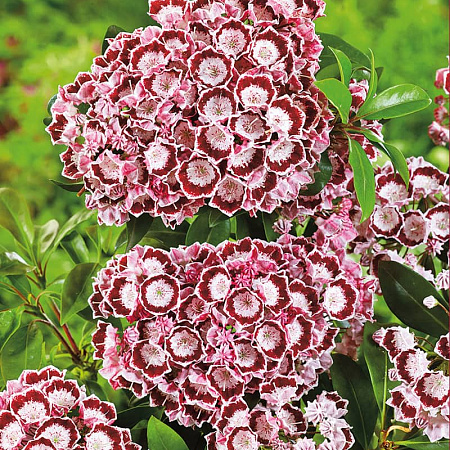 Фото Кальмия Бондо