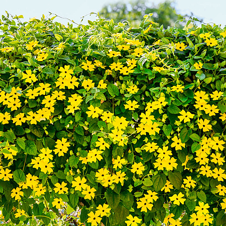 Фото Тунбергия Восход солнца