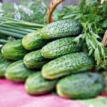 Фото Огурец Нестор F1