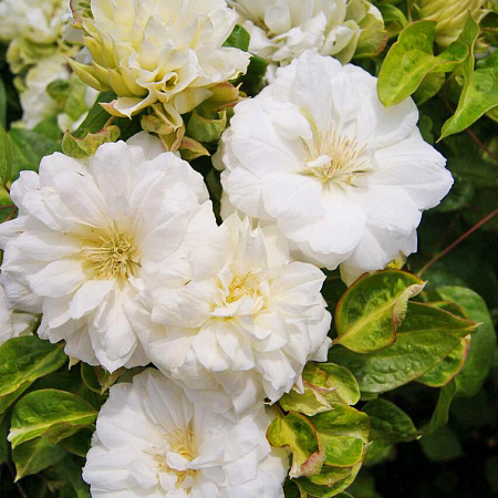 Фото Клематис Дюшес оф Эдинбург