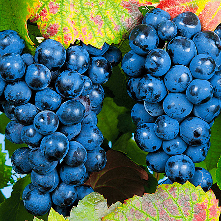 Фото Виноград Башкирский