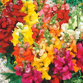 Львиный зев Яркое Кимоно набор