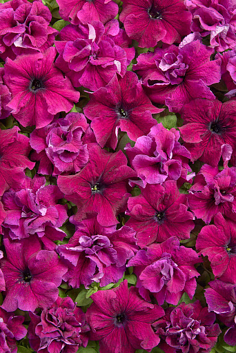 Купить семена Петуния Пурпурная чудо — от НПО Сады Росcии