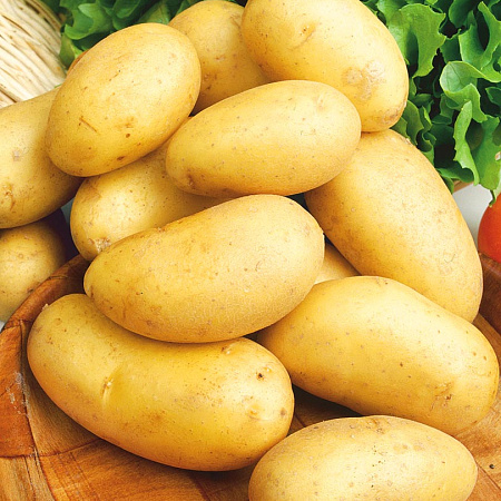 Фото Картофель Колетте