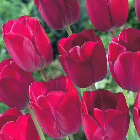 Фото Тюльпан Аттила Граффити