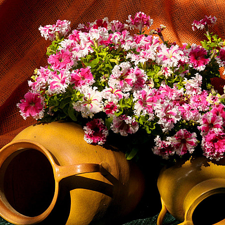 Фото Петуния Каркулка