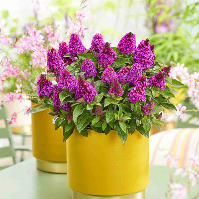 Буддлея Литл Рокстарс Ред