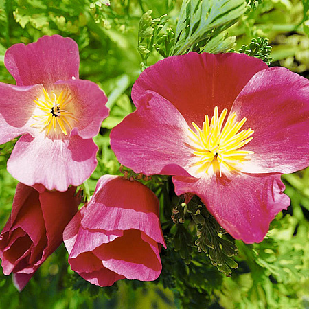 Фото Эшшольция Королевский кармин