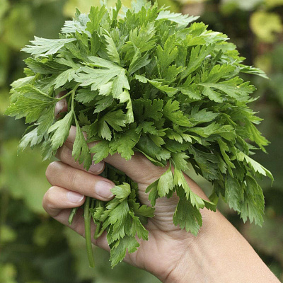 Петрушка листовая Скоморох