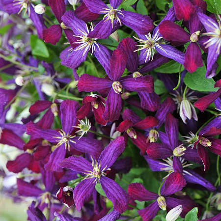 Фото Клематис Саммер Лав