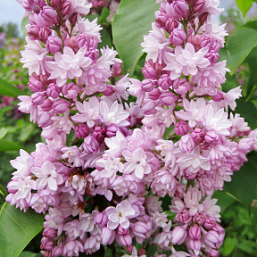 Сирень обыкновенная Фэнтези