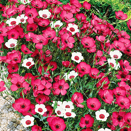 Фото Лён крупноцветковый Яркий набор