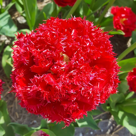 Фото Тюльпан Кватар