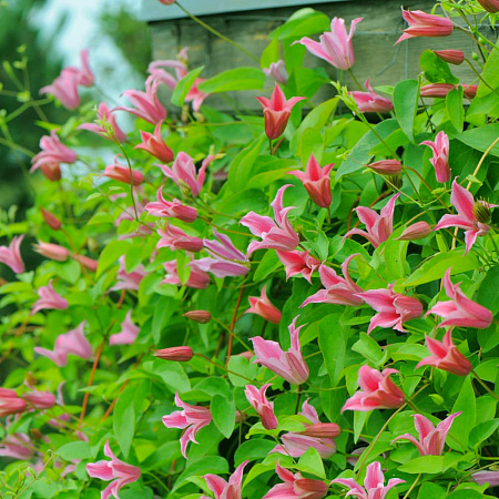 Фото Клематис Герцогиня Олбани