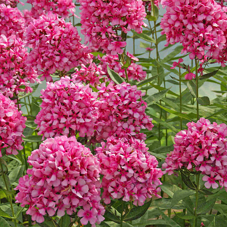 Фото Флокс метельчатый Мисс Эли