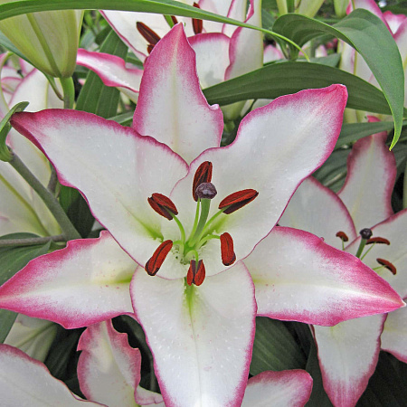 Фото Лилия восточная Зе Эдж