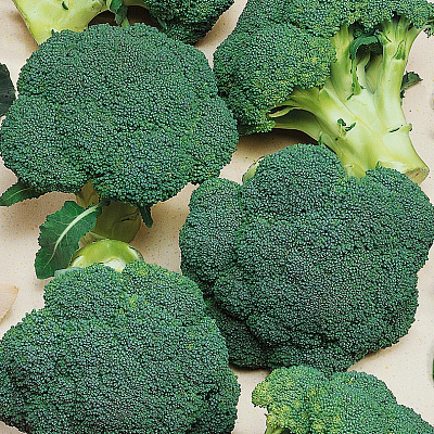 Капуста брокколи Агасси F1 12шт