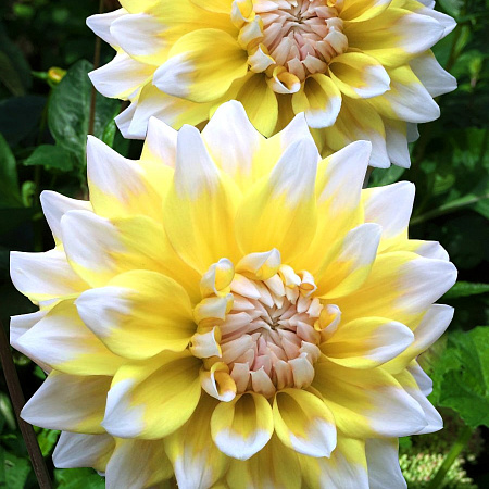 Фото Георгин Сиэтл