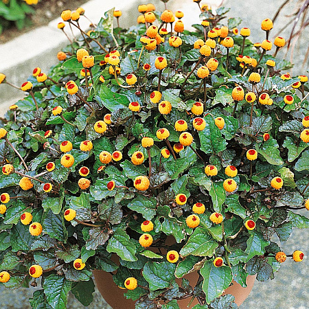 Фото Спилантес