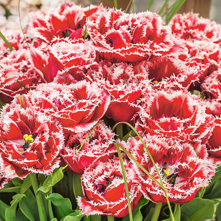 Фото Тюльпан Брест