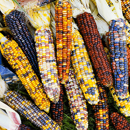 Фото Кукуруза декоративная Яркие одёжки