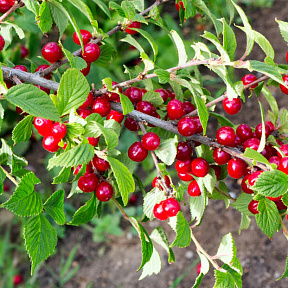 Вишня войлочная Огонёк