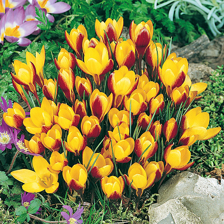 Фото Крокус Бронзовый Цваненбург