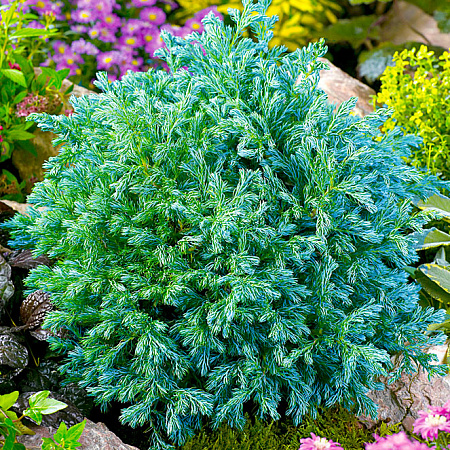 Фото Кипарисовик горохоплодный Булевард