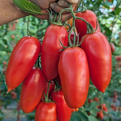 Помидор Самбек F1