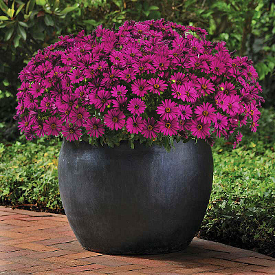 Остеоспермум Акила фиолетовый