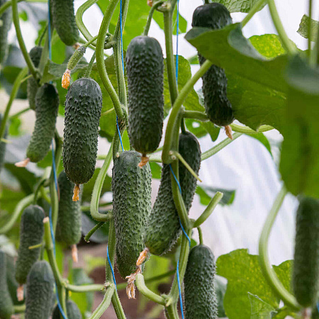 Фото Огурец Тайгер F1